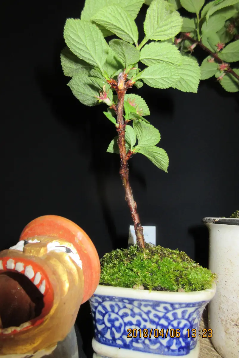 ユスラウメ」と挿木方法の紹介｜そだレポ（栽培レポート）bymeika