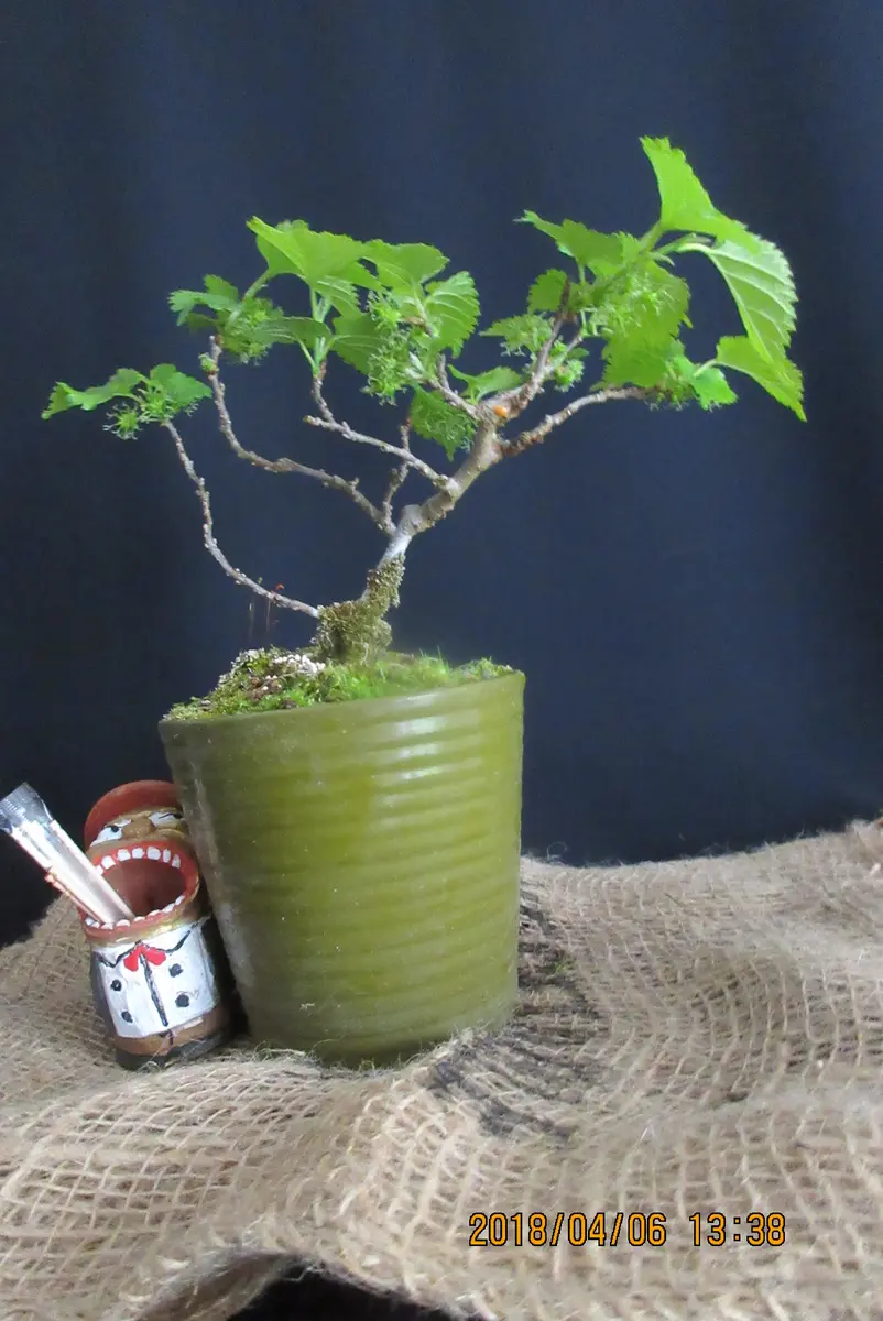 姫クワの花がおもしろいのだ！｜そだレポ（栽培レポート）bymeika