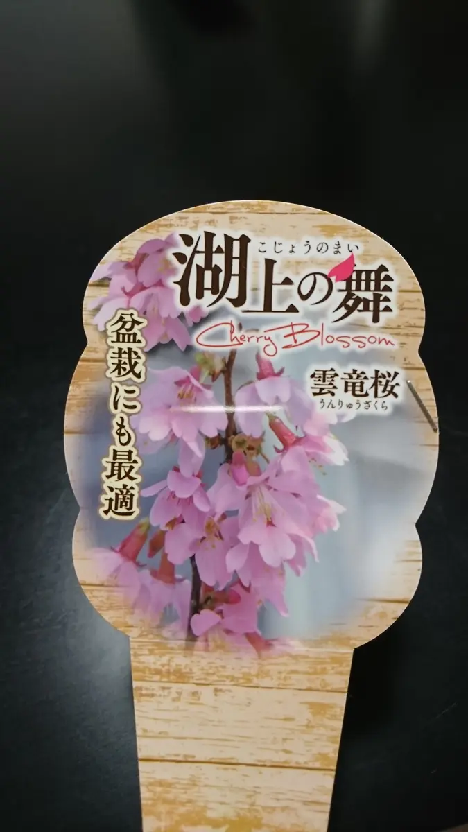 憧れの桜の鉢植え｜そだレポ（栽培レポート）bypigpig｜みんなの趣味の園芸