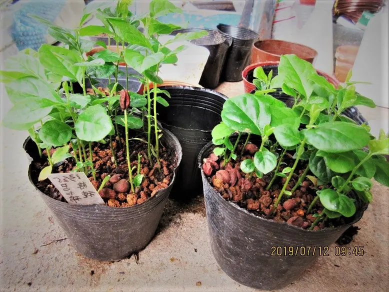 常盤柿』の盆栽を作りたい！｜そだレポ（栽培レポート）bymeika