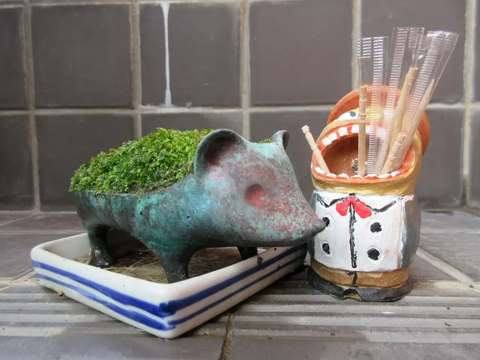 コケ』で遊ぼう！ コケ盆栽・テラリウム｜そだレポ（栽培レポート