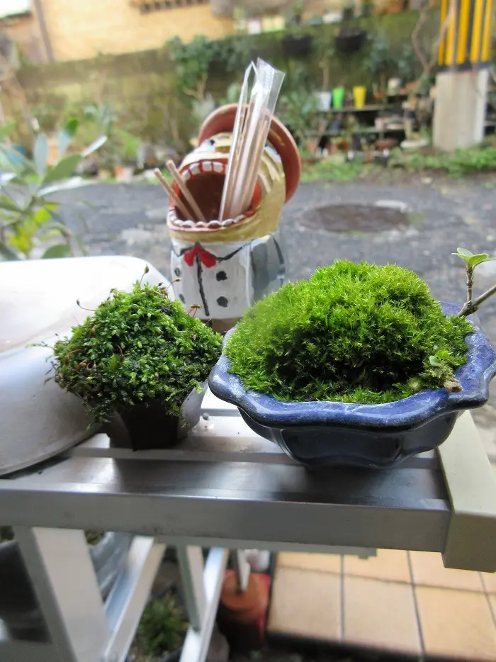 コケ』で遊ぼう！ コケ盆栽・テラリウム｜そだレポ（栽培レポート