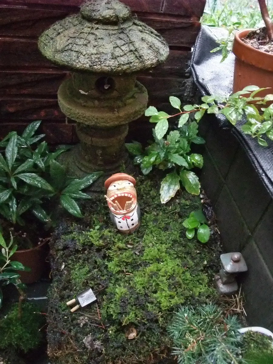 中型 直幹盆栽 苔土 中型 直幹盆栽 苔土