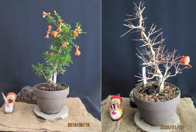 10 フラワー・ガーデニング 激特価 柘榴 盆栽