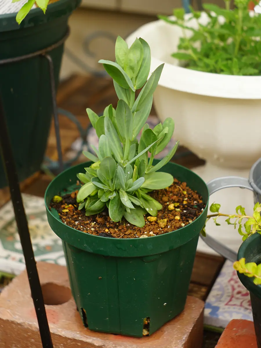 トルコキキョウ トルコギキョウ苗 もこせんせい トルコキキョウ