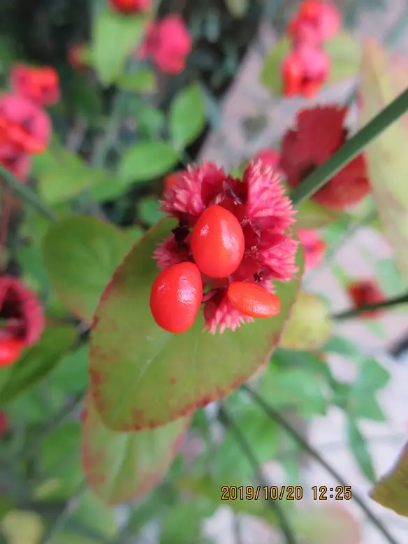 マユミは『ツリバナアメリカーナ』を推奨！｜そだレポ（栽培レポート