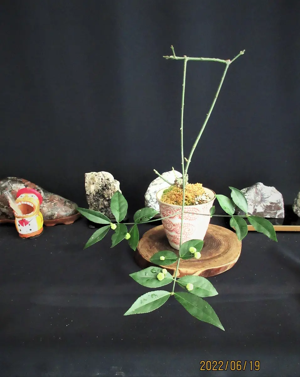 マユミは『ツリバナアメリカーナ』を推奨！｜そだレポ（栽培レポート