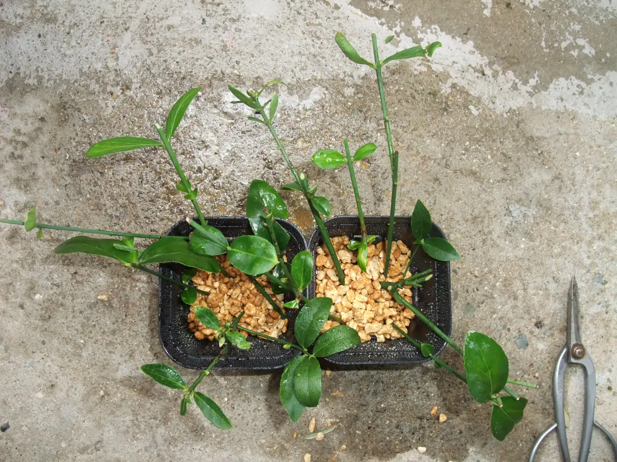 マユミは『ツリバナアメリカーナ』を推奨！｜そだレポ（栽培レポート