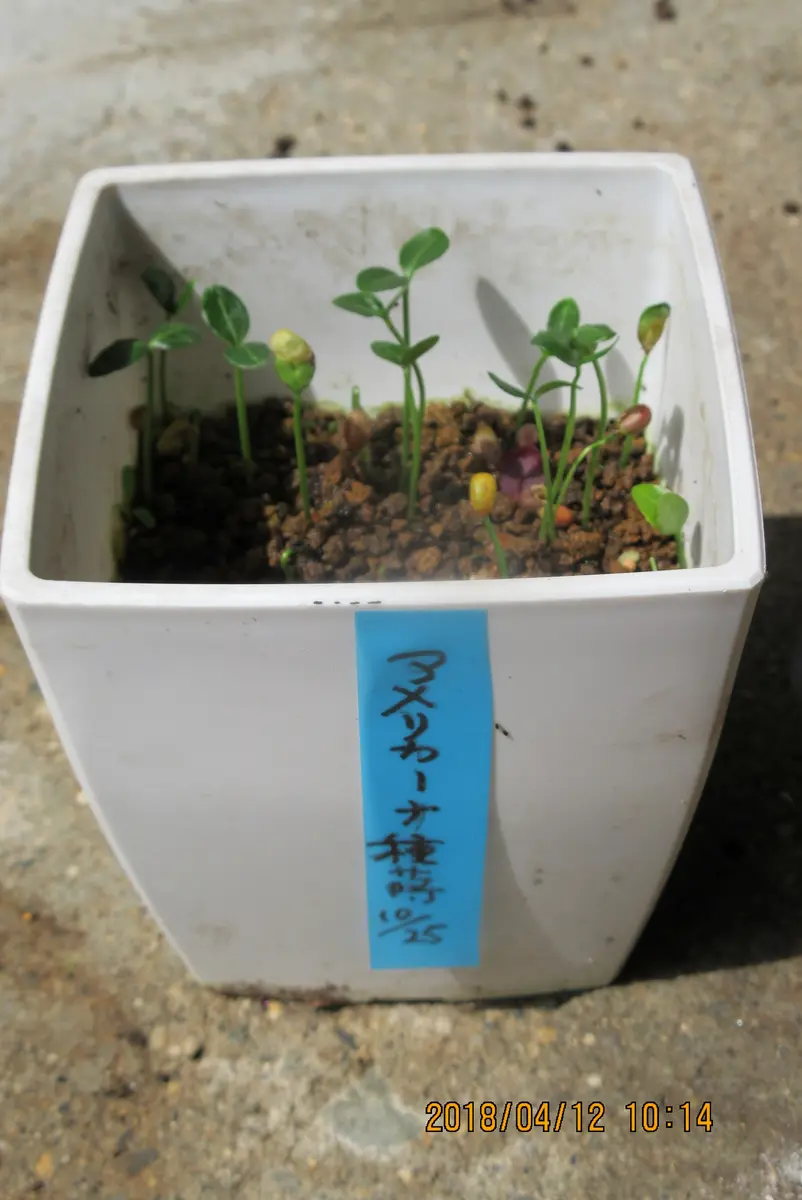 マユミは『ツリバナアメリカーナ』を推奨！｜そだレポ（栽培レポート