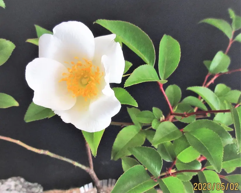 八重山ノイバラ』は、作りやすい！｜そだレポ（栽培レポート）bymeika