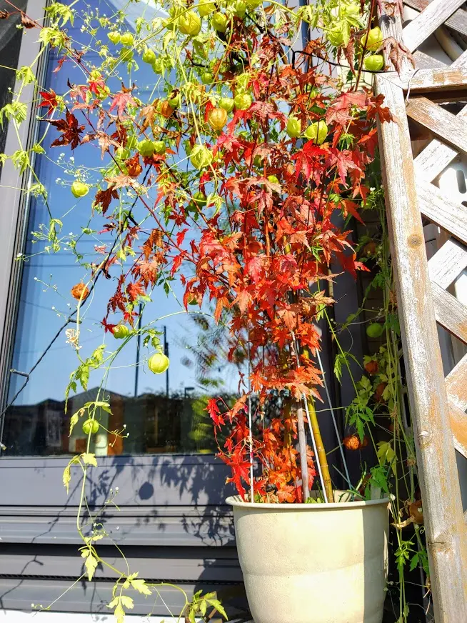 大人気アイテム 花貫もみじ｜そだレポ（栽培レポート）byみーば｜みんなの趣味の園芸 工芸品