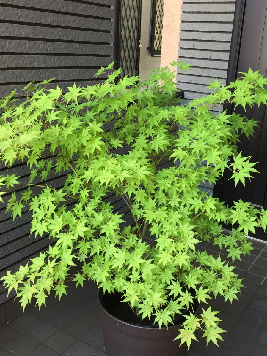 シギタツサワモミジ（インテリア用サイズ） シギタツサワモミジ（インテリア用サイズ） シギタツサワモミジ