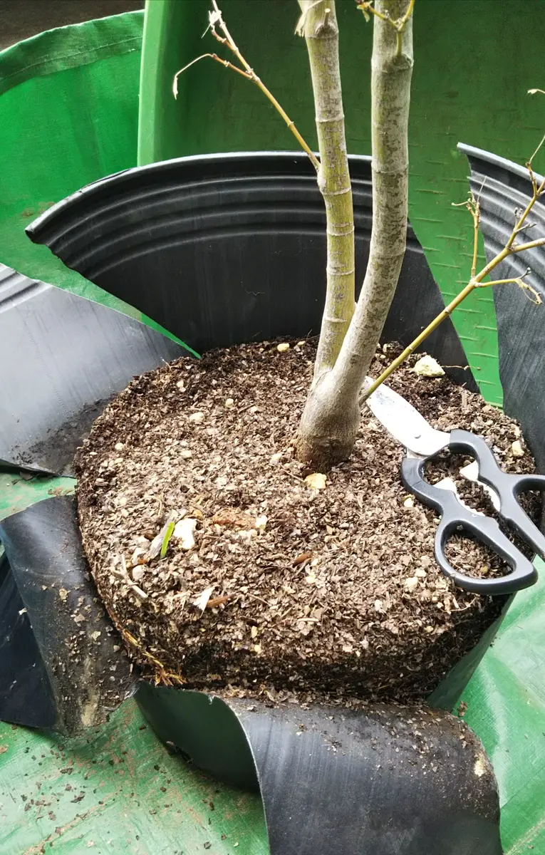 いよいよ、初の植え替えです。「鴫立沢の四季を楽しみたい