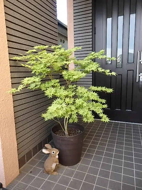 鴫立沢の四季を楽しみたい。(*^^*)｜そだレポ（栽培レポート