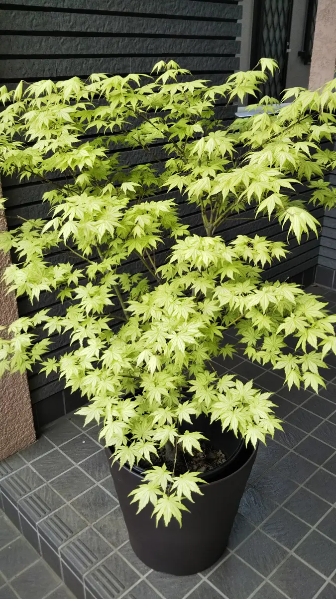 鴫立沢の四季を楽しみたい。(*^^*)｜そだレポ（栽培レポート