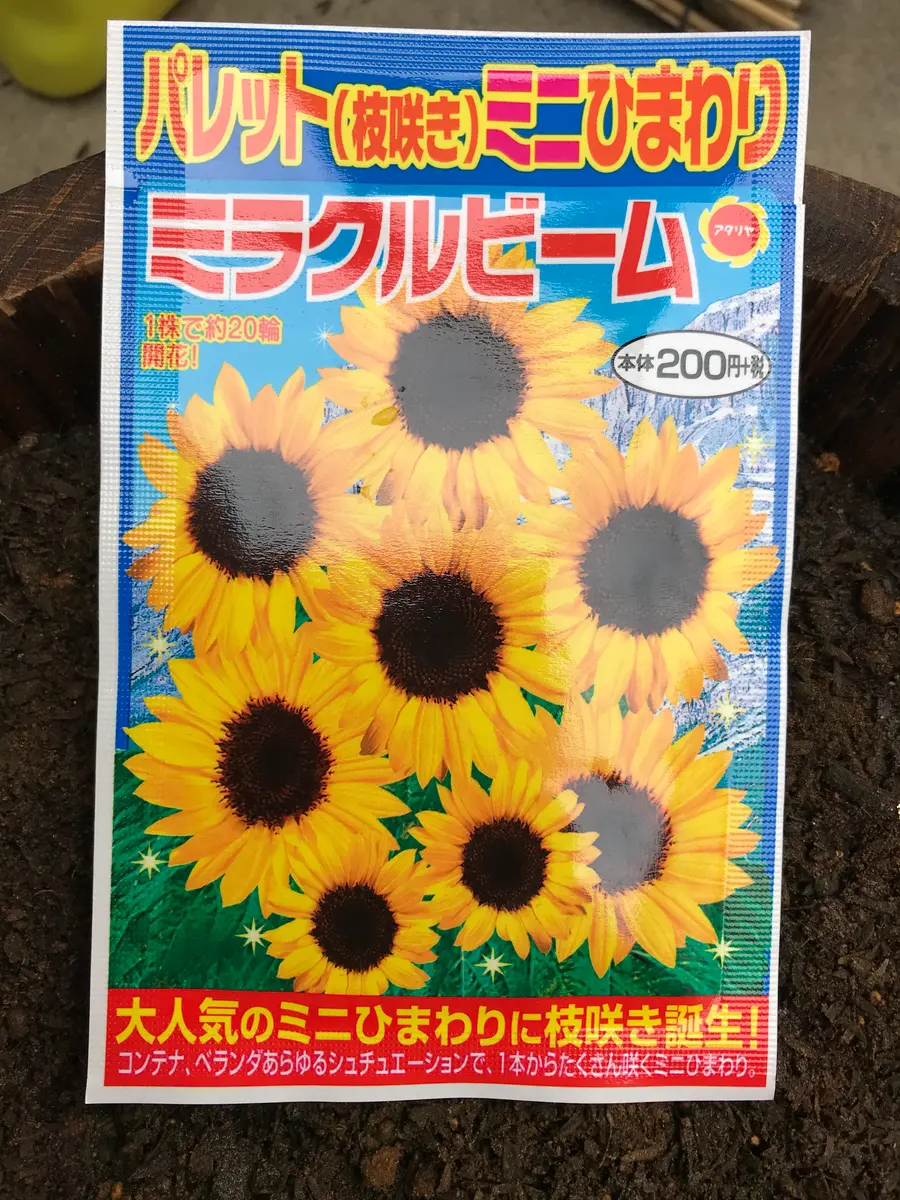 ミニヒマワリ｜そだレポ（栽培レポート）bynico-5｜みんなの趣味の園芸