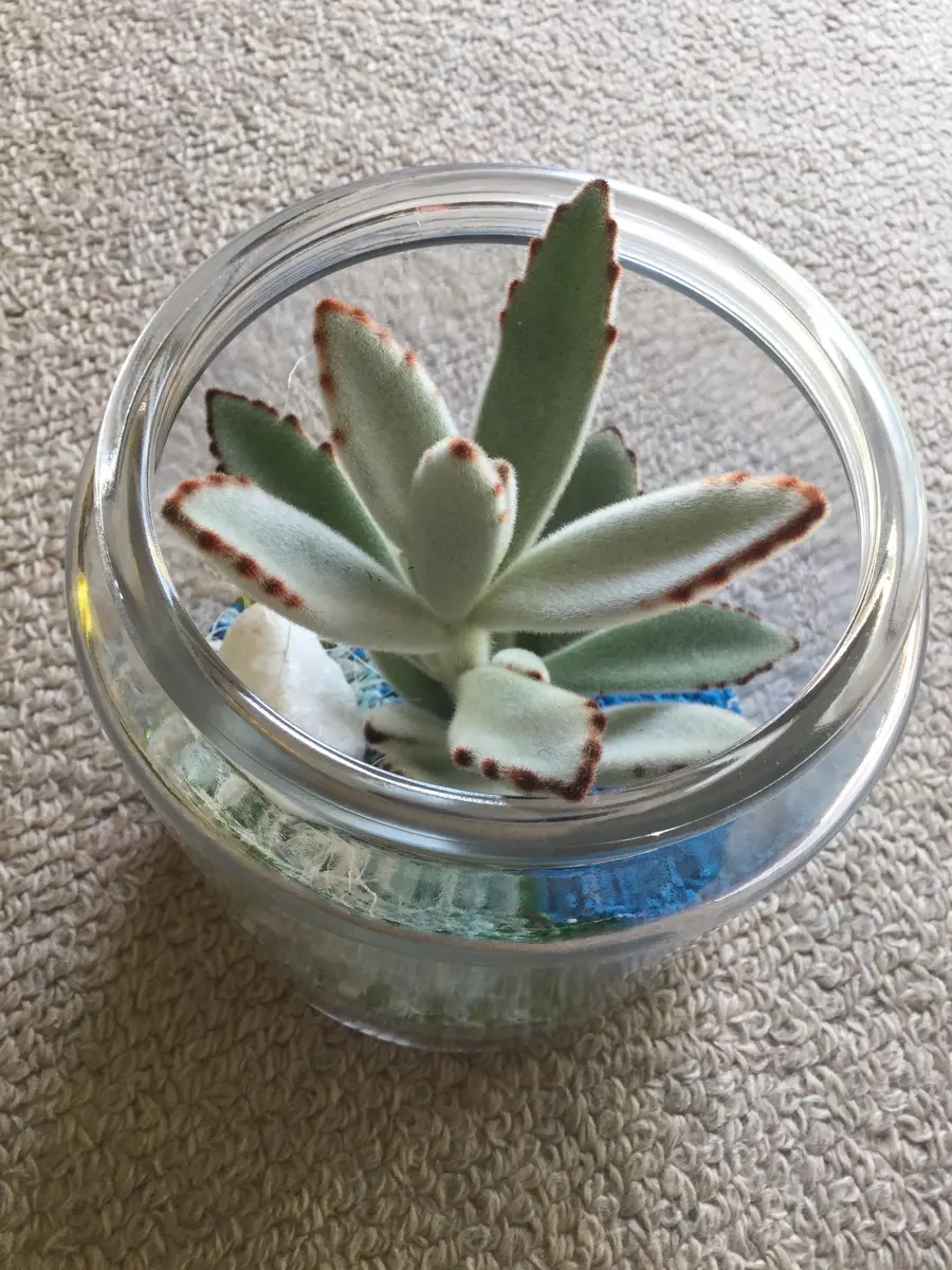 ♥専用♥多肉植物♥そのまま飾れる寄せ植え♥うさぎちゃん♥