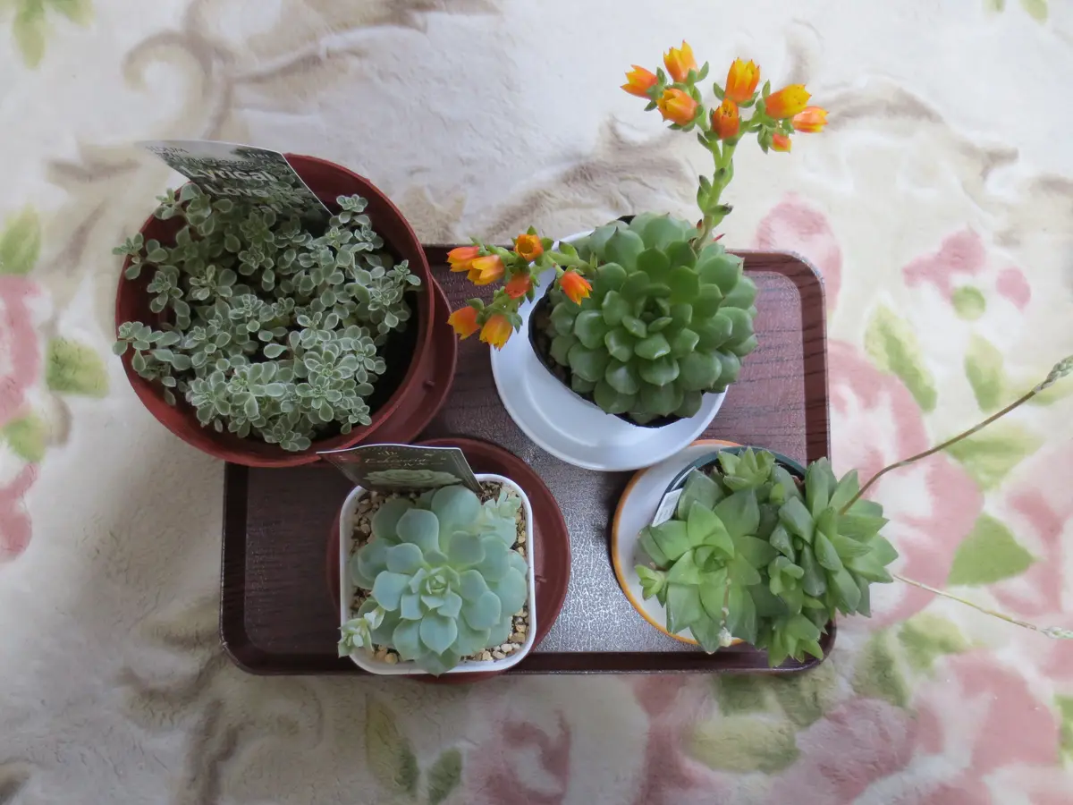 斑入り葉セダム 鉢のまま セダム 浜万年草錦 セダム・斑入り丸葉