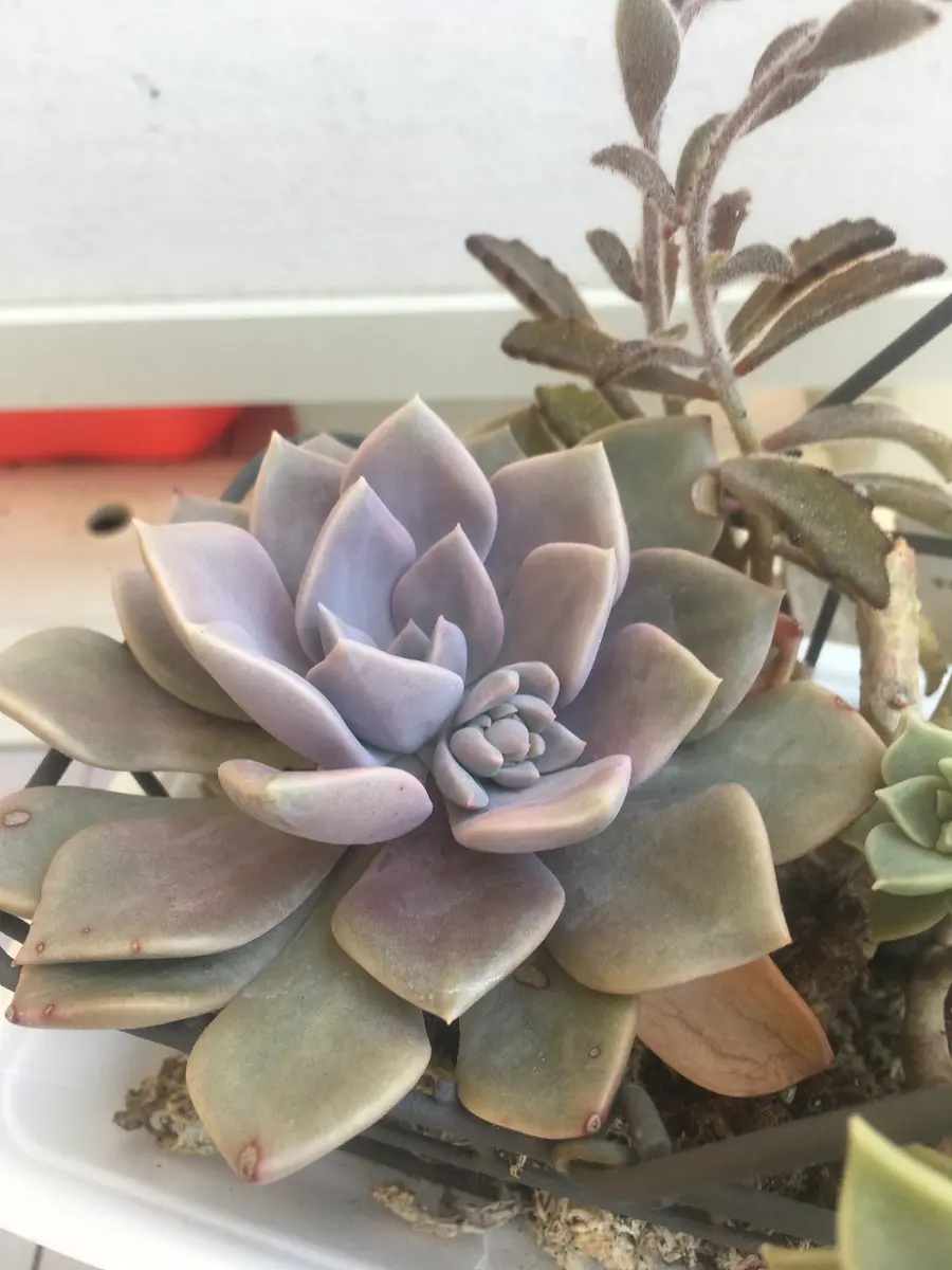 デビーそだレポ｜そだレポ（栽培レポート）byumauo227｜みんなの趣味の園芸