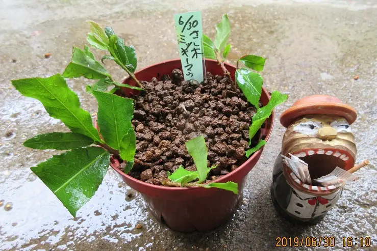 木のミッキーマウス激レア物　木の削りだしミッキーマウス 木のミッキーマウス激レア物木の削りだしミッキーマウス