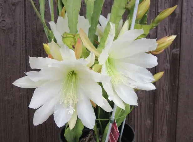 3番 ゆき 様専用 孔雀サボテン港まつり No.10 YU様専用 孔雀サボテン