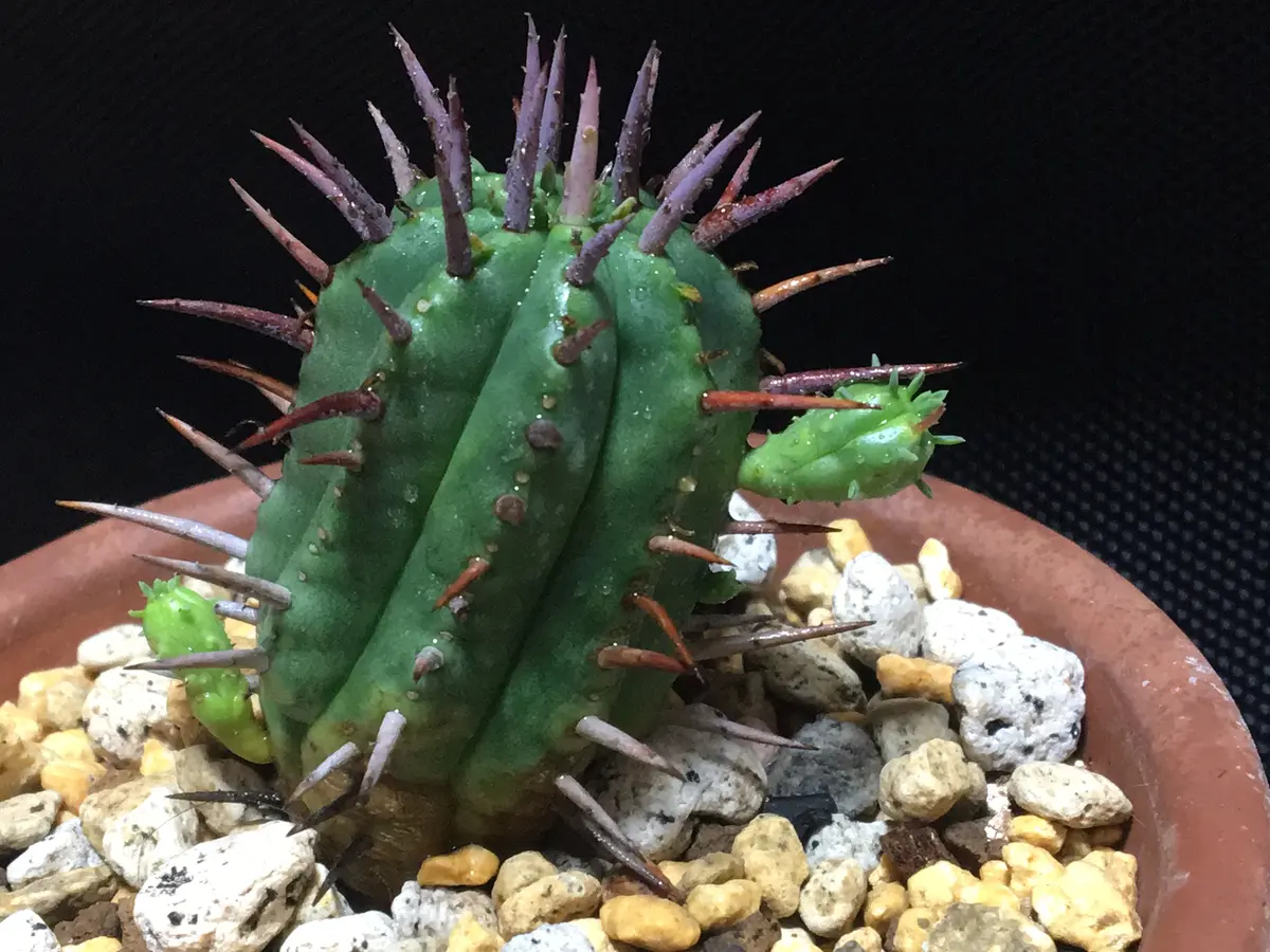 勇猛閣」ユーフォルビア属フェロックス｜そだレポ（栽培レポート