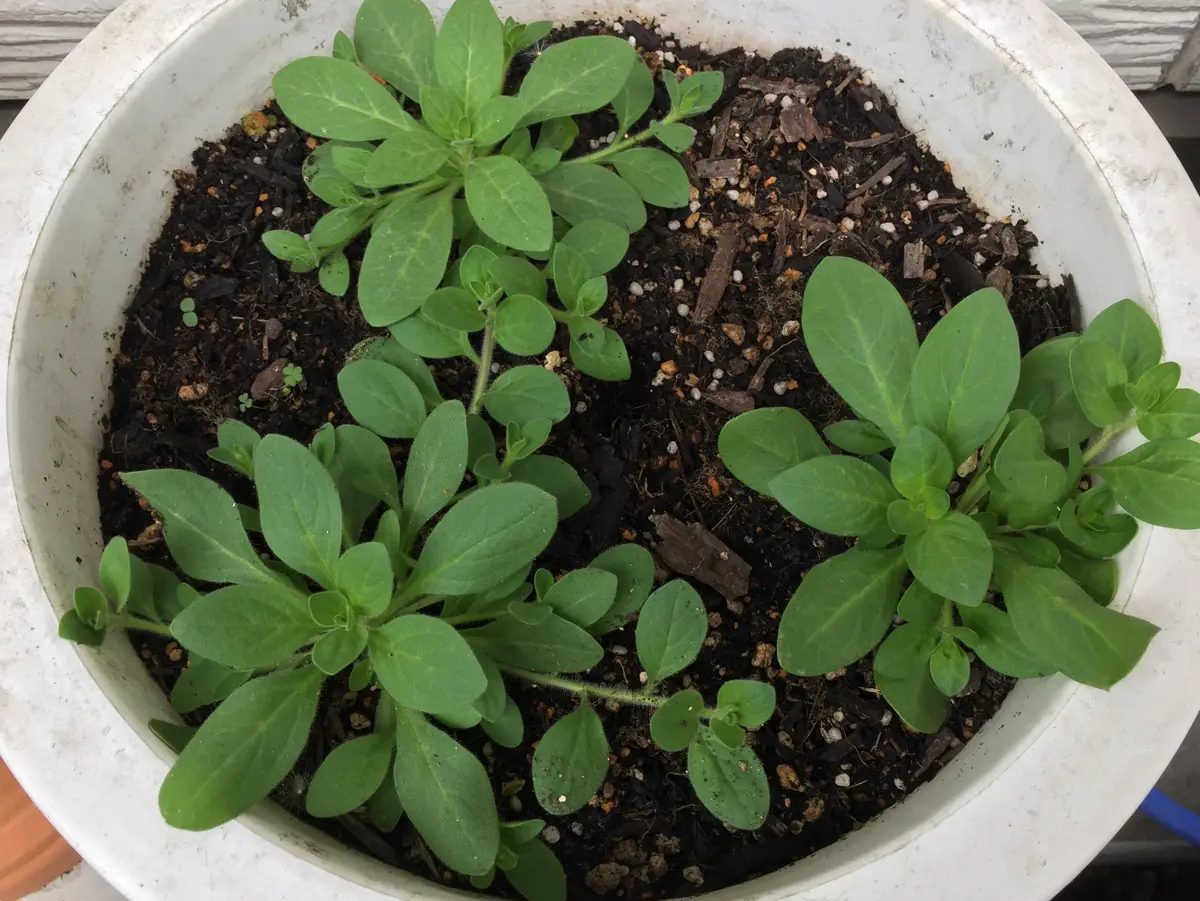 旧ペチュニア(2年目＆子)｜そだレポ（栽培レポート）byたまぐりん