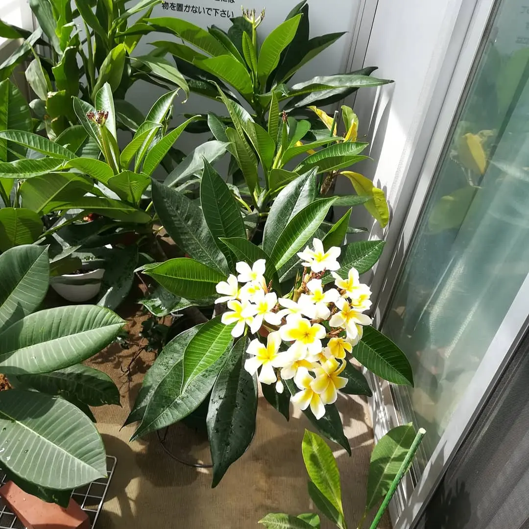 プルメリア　セラダイン開花中株 プルメリア セラダイン | 華こよみ