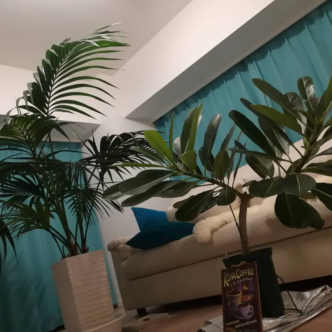 オブツーサ種シンガポールホワイト ハワイの街路樹｜そだレポ（栽培