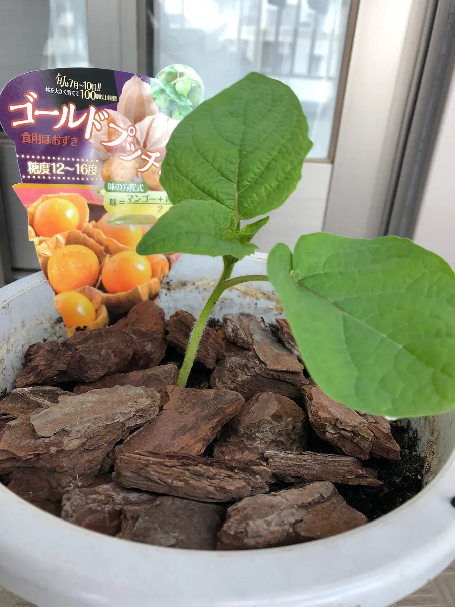 食用ほおずきが食べたい｜そだレポ（栽培レポート）byまじぃ｜みんなの