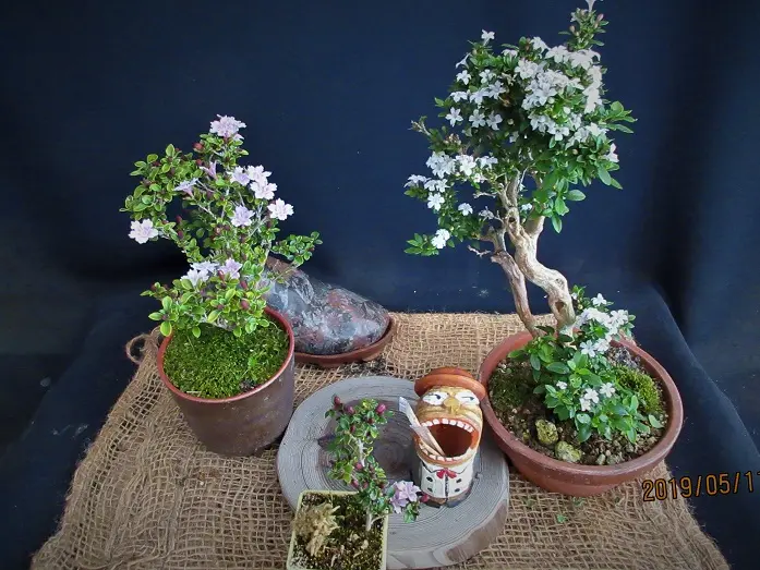 盆栽 ハクチョウゲ 鉢植え 白鳥花 図鑑 SEKIBOKKA 盆栽