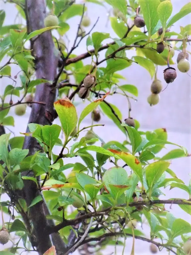 実・花の小盆栽は、『エゴノキ』がいい。｜そだレポ（栽培