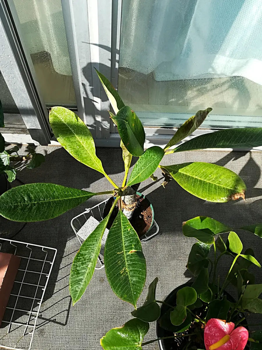 極太キャンディストライプとセラダイン｜そだレポ（栽培レポート