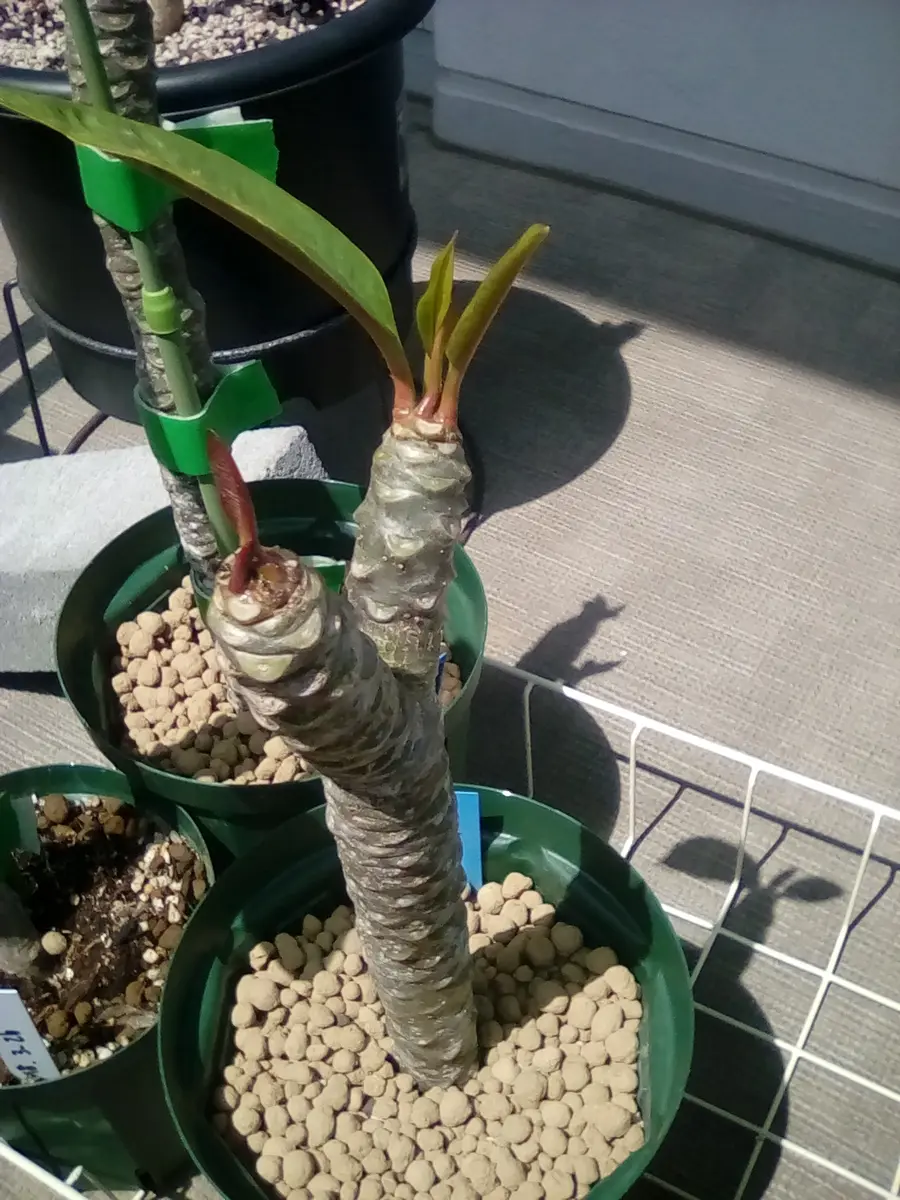 【引取限定】プルメリア 苗木 キャンディーストライプ Candy Stripe 引取限定】プルメリア 苗木 キャンディーストライプ Candy Stripe