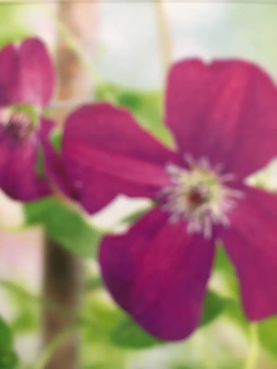 クレマチス ポリッシュスピリット♥️ 四季咲き ビチセラ 【ポリッシュ