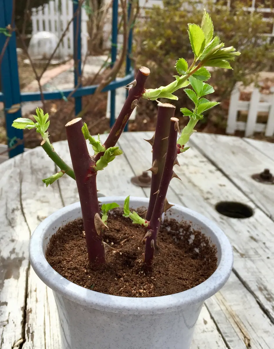 サマーメモリーズの挿し木｜そだレポ（栽培レポート）bymuffin