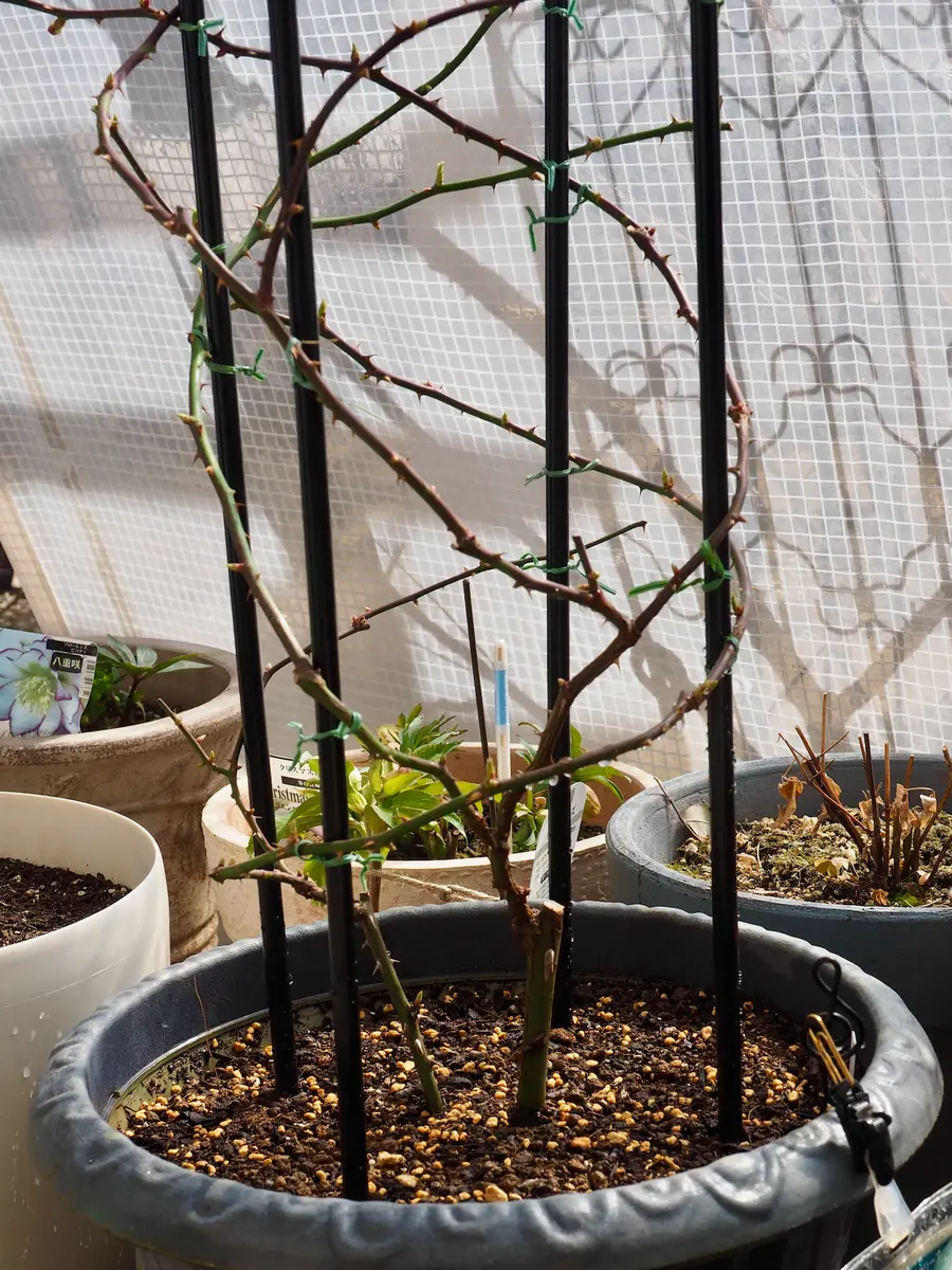 サマーメモリーズの挿し木｜そだレポ（栽培レポート）bymuffin