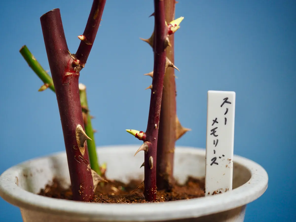 サマーメモリーズの挿し木｜そだレポ（栽培レポート）bymuffin