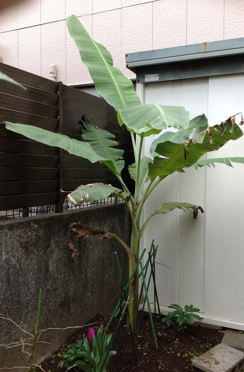 2018.5.7～島バナナ通販苗～成長｜そだレポ（栽培レポート）byれんげ