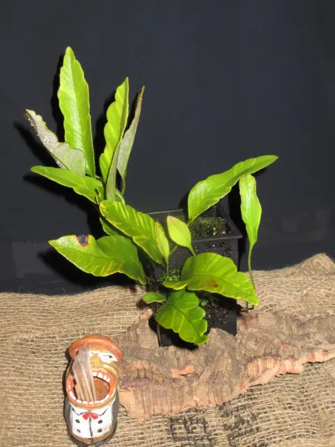 ヒトツバ』は古典植物。｜そだレポ（栽培レポート）bymeika｜みんなの