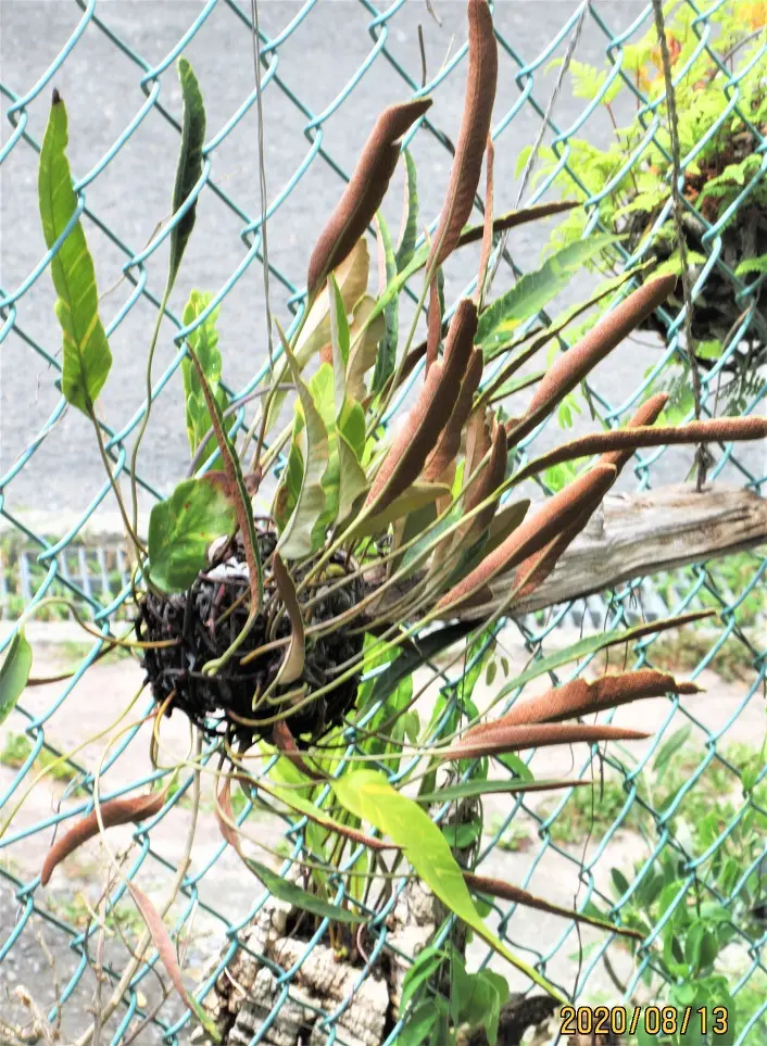 ヒトツバ』は古典植物。｜そだレポ（栽培レポート）bymeika