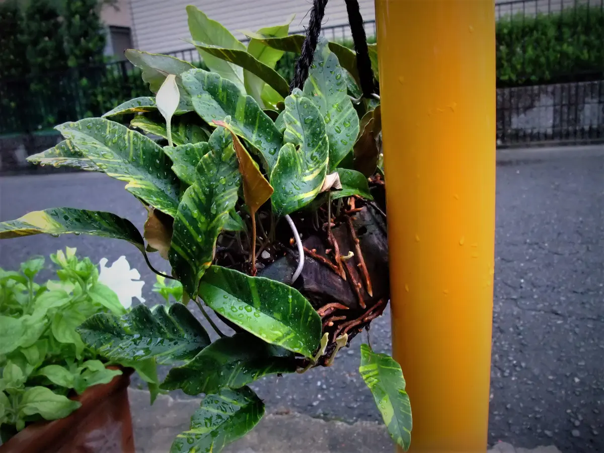 A　ヒトツバ ヒトツバの特徴・実用例 – Seeding