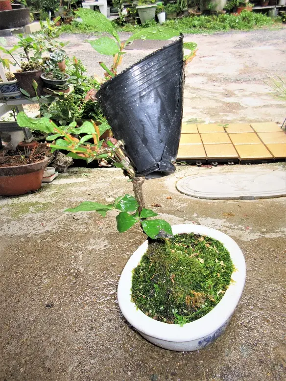 紅葉盆栽は、『ニシキギ』が素晴らしい。｜そだレポ（栽培レポート