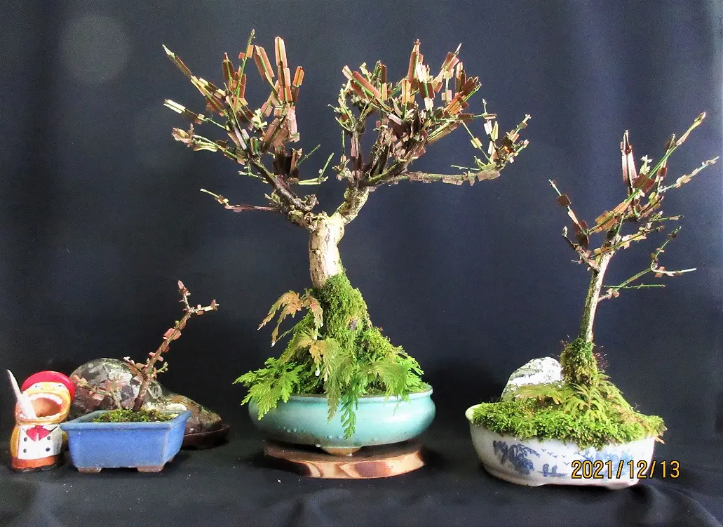 紅葉盆栽は、『ニシキギ』が素晴らしい。｜そだレポ（栽培レポート