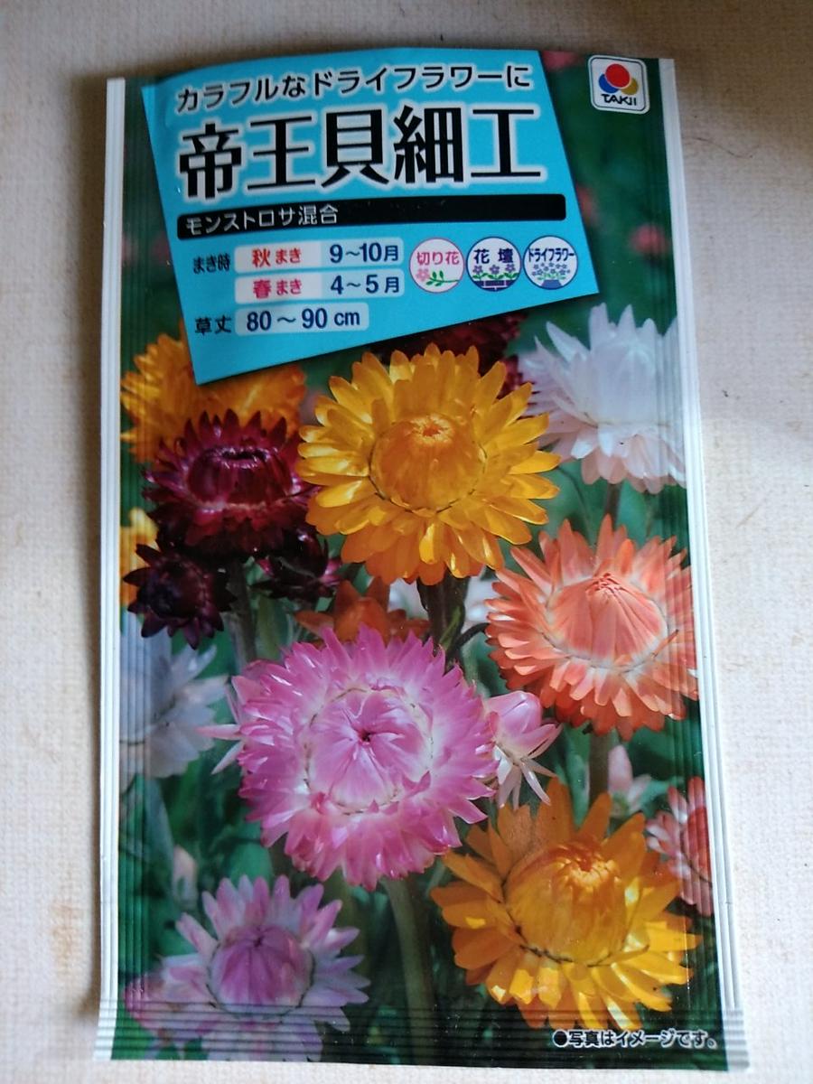 帝王貝細工（ムギワラギク）を種蒔きから｜ヘリクリサム（ムギワラギク