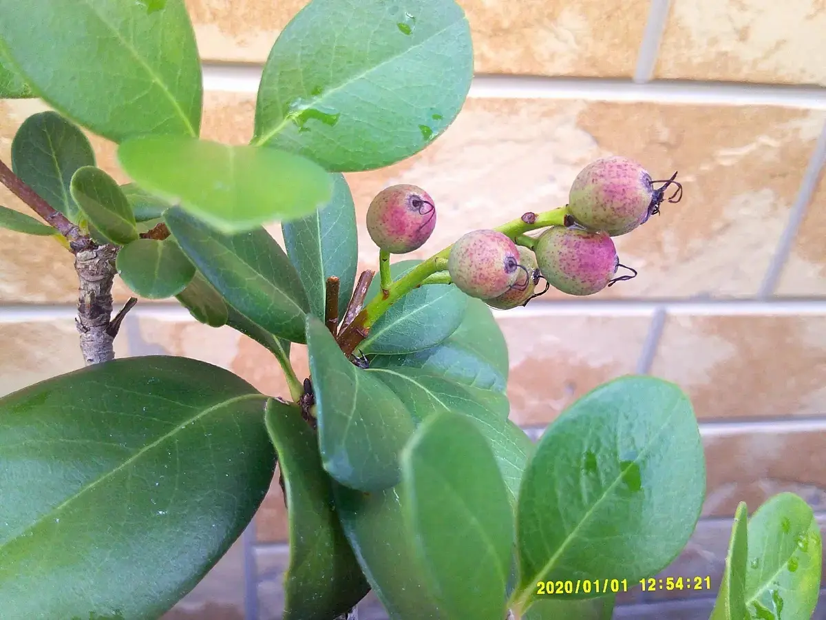 誰もしない『シャリンバイ』を盆栽に。｜そだレポ（栽培レポート