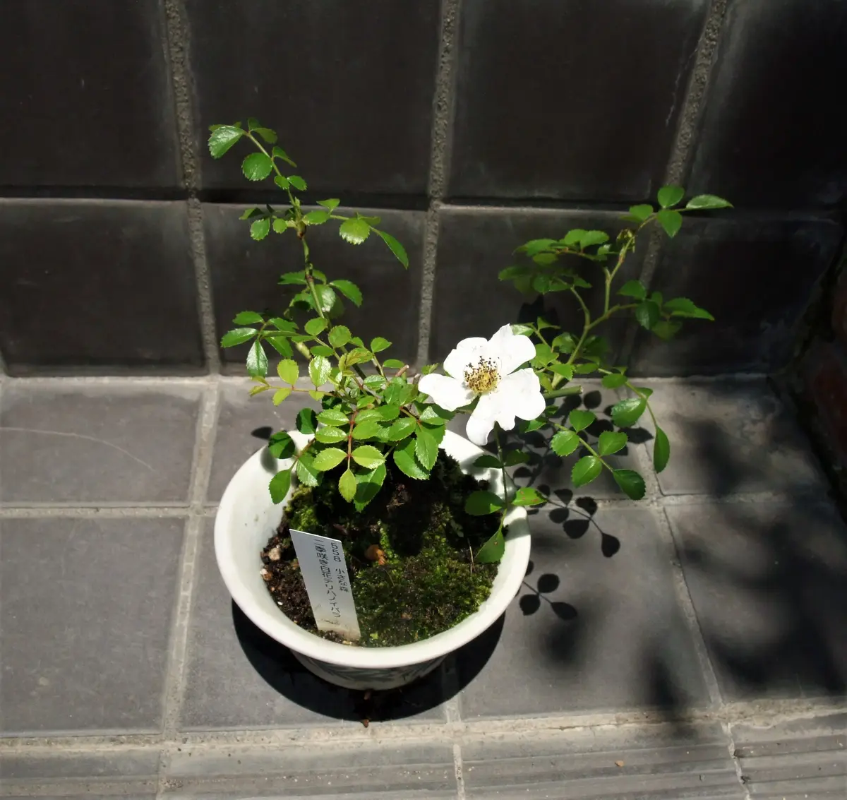 ミニ盆栽『テリハノイバラ』完成「バラ 「一鉢一花のミニ盆栽」」-そだ