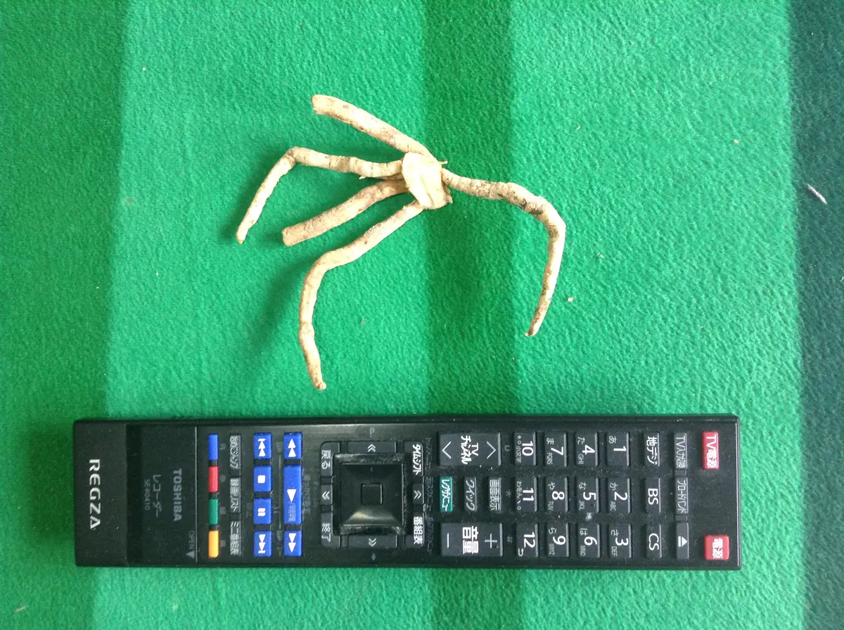 クンシランいつの日か花咲かす｜そだレポ（栽培レポート）byジェミー