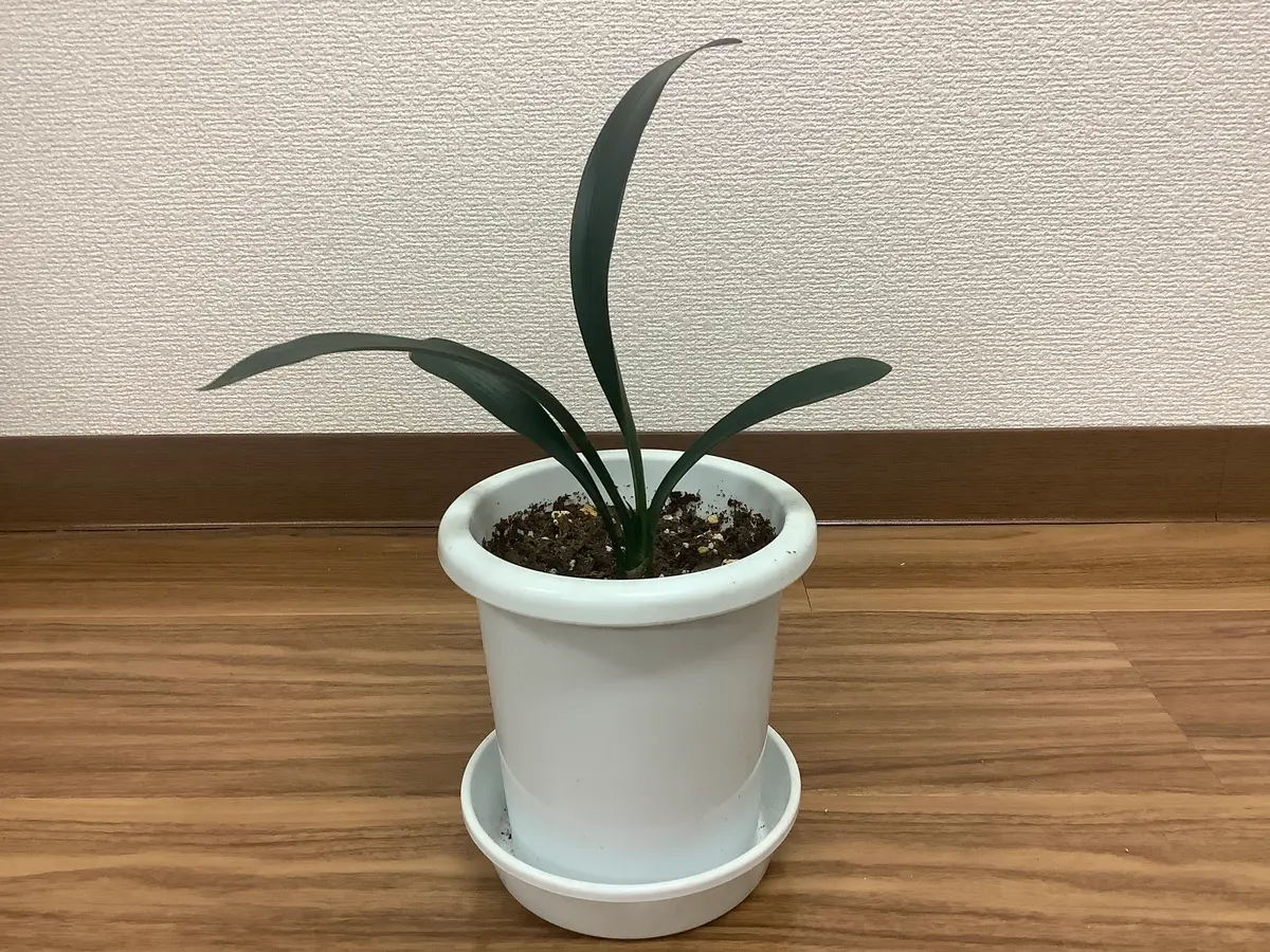 t.hidaka 1982.3月 君子蘭 t.hidaka 1982.3月君子蘭