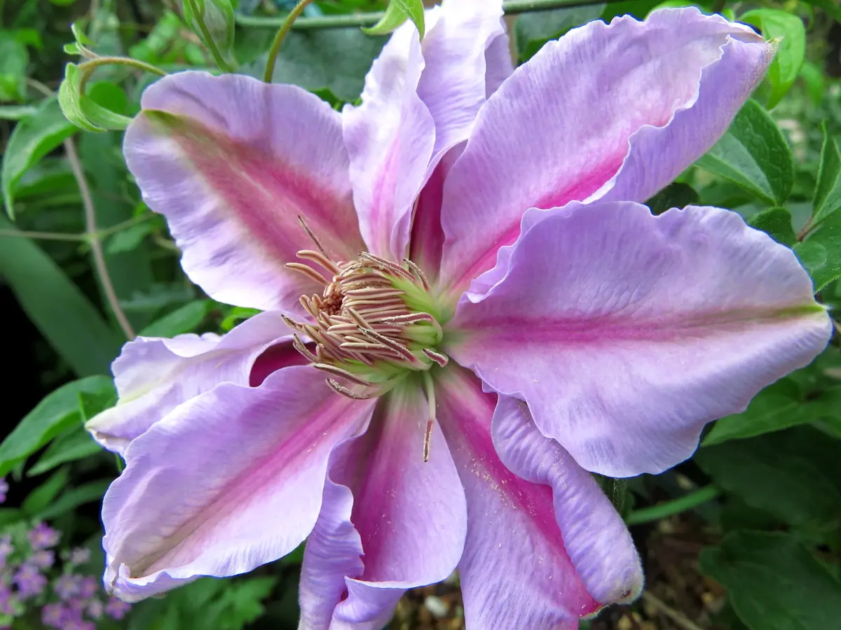 4月24日 初花 2花開花「目指せ来年3輪以上旧枝咲きクレマチス